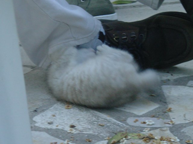 Emu attacking Nico's shoe