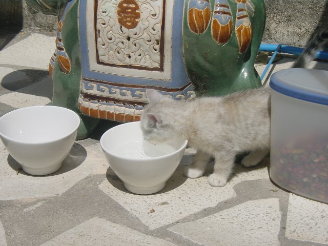 Emu drinking from Jackie Chan's water bowl