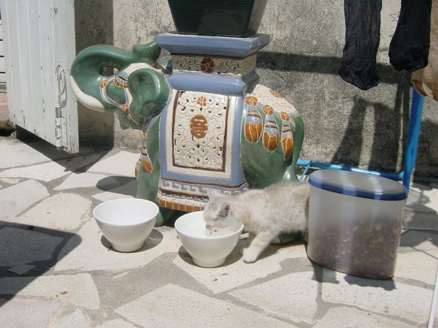 Emu drinking from Jackie Chan's water bowl