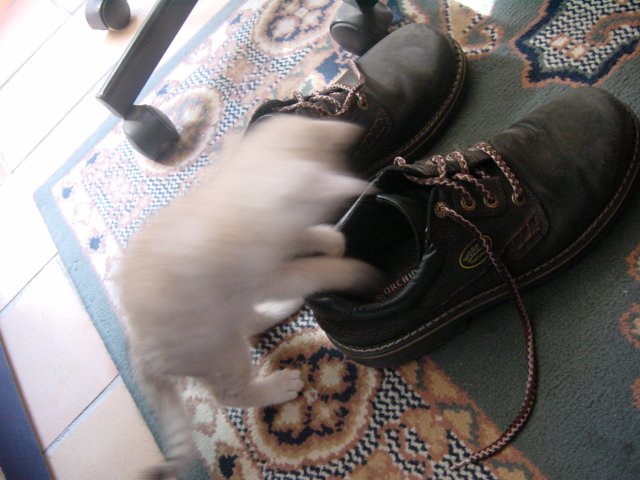 Emu attacking Steph's shoes