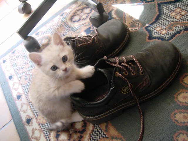 Emu attacking Steph's shoes