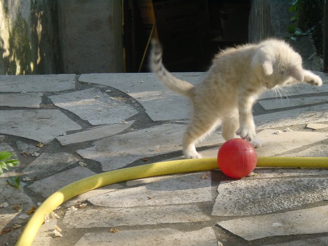 Emu playing with a red ball in the garden