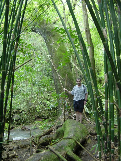 Daniel standing on a great root