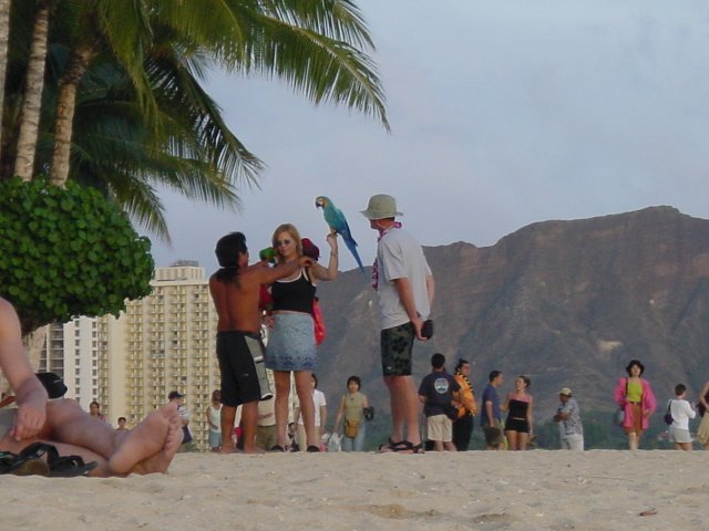 Parrots on the shoulders and hand of a lady on the beach