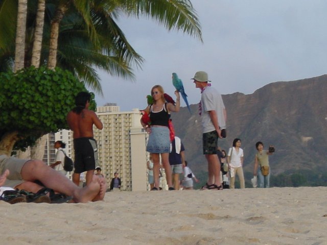 Parrots on the shoulders and hands of a lady on the beach