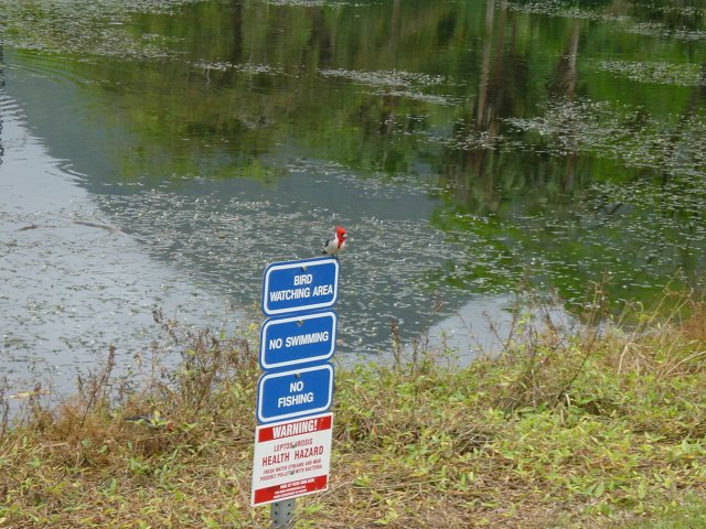 "Bird watching area" sign with cardinal bird perched on top of it