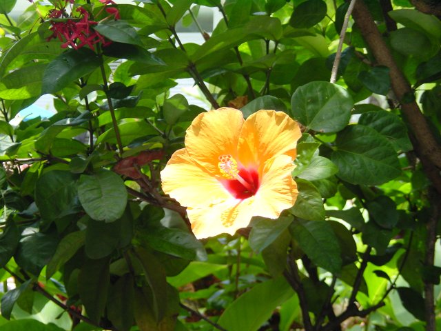 Hibiscus flower