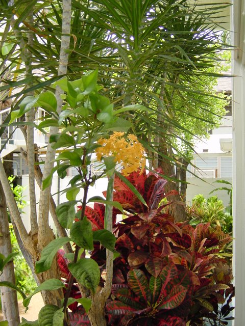 Flowers in the hotel garden
