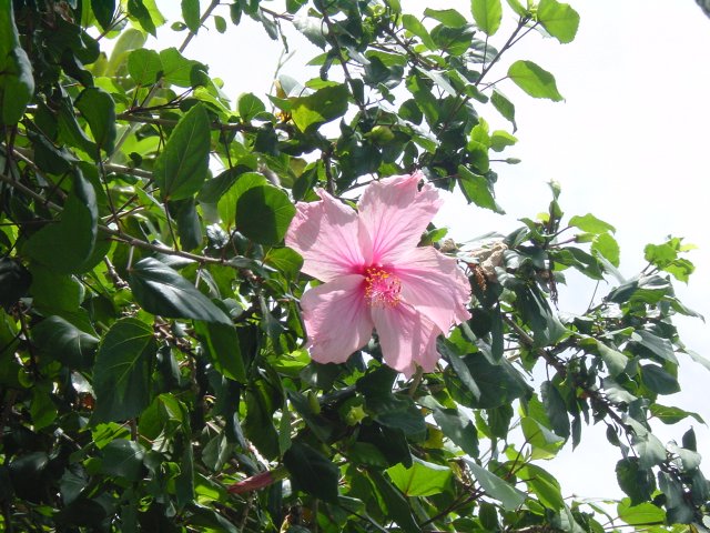 Hibiscus flower