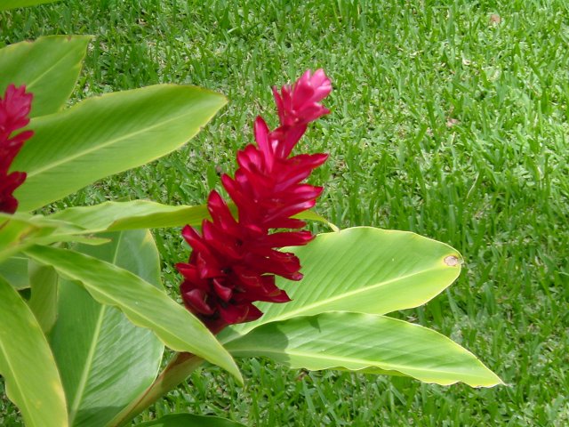 Flower of the garden