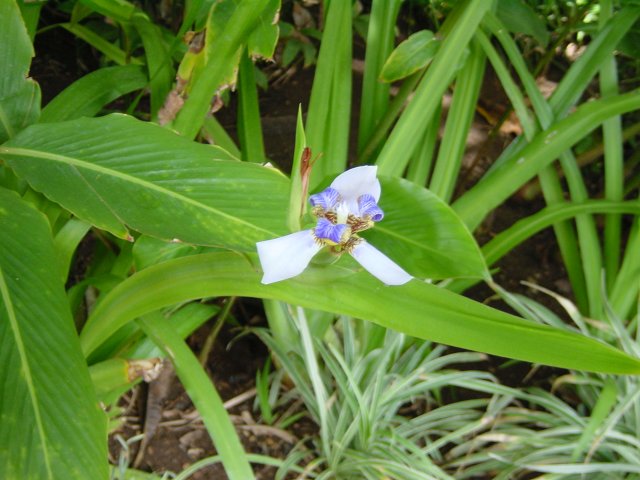 Iris flower