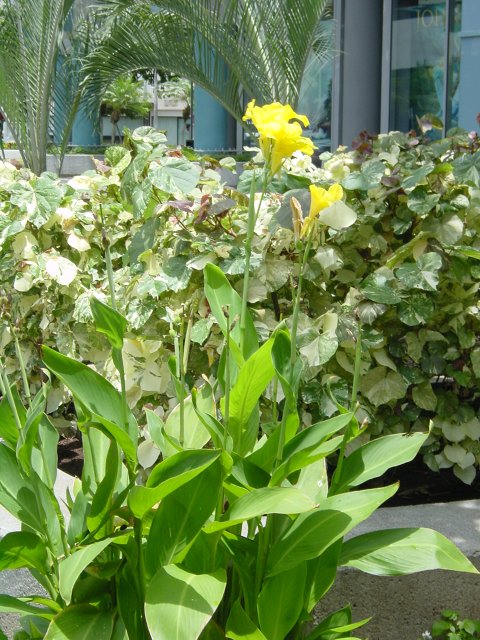 Flowers of the garden
