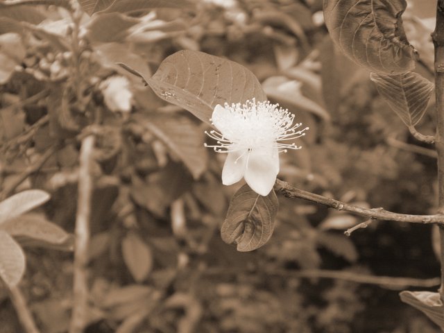 Flower