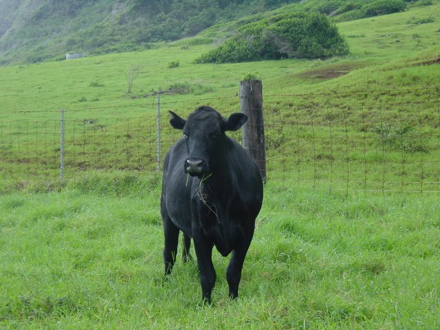 Black cow