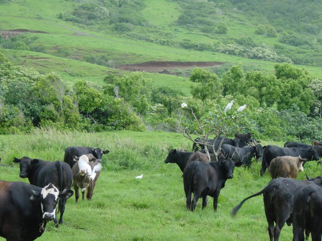 Cows and birds
