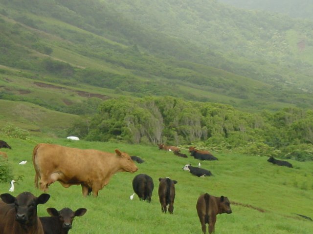 Cows and birds