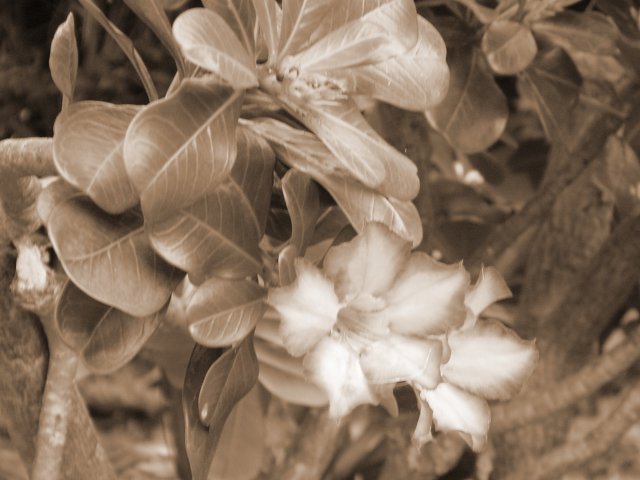 Flower