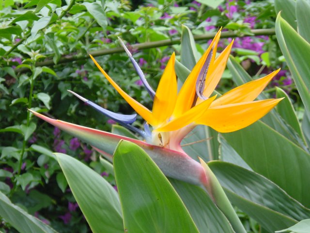 Paradise bird flower