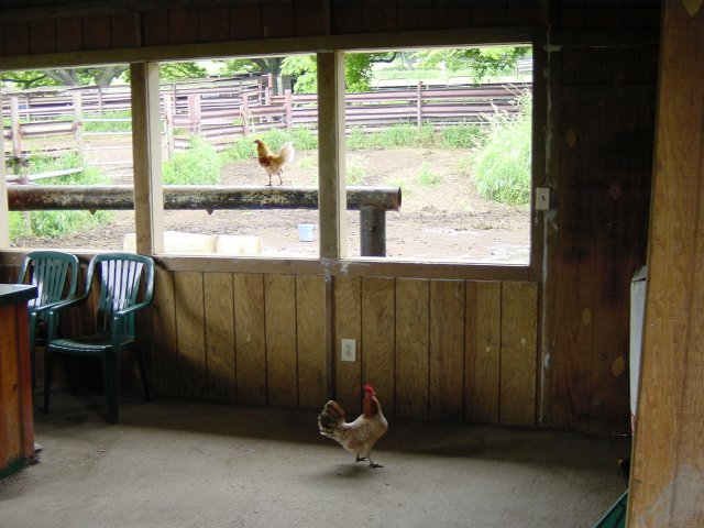 Hens in the barn