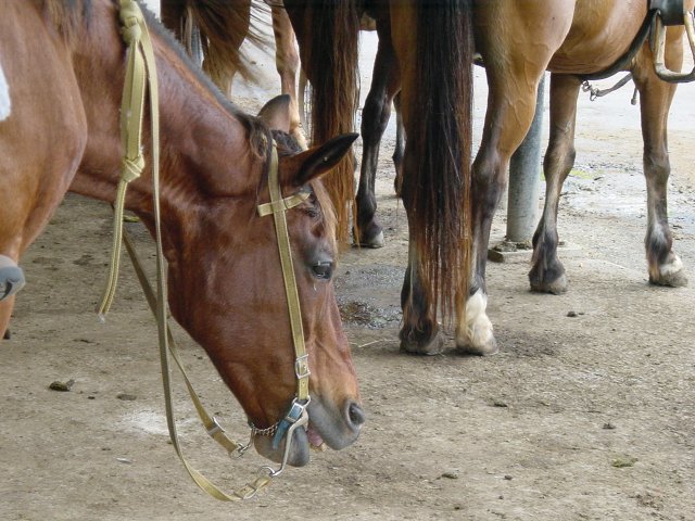 Unhappy horse? Head bent low, teeth showing horse