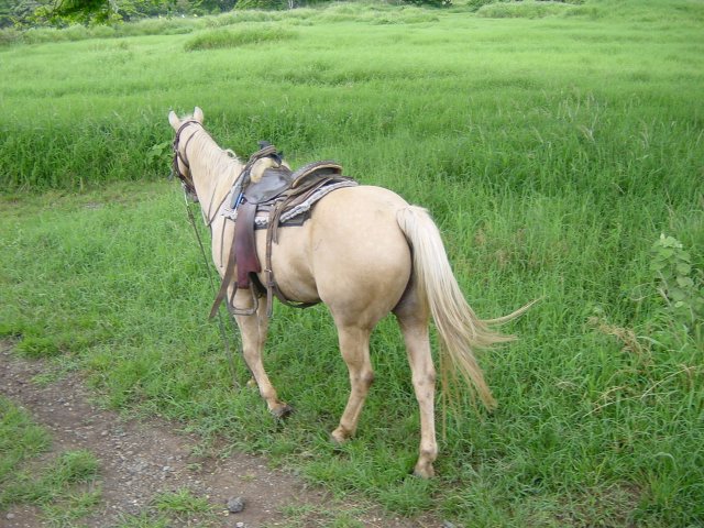 Poor lonesome horse while its rider helps Karima out