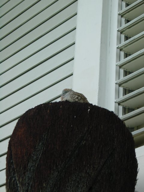 Bird {r/n}esting on an old wooden tiki