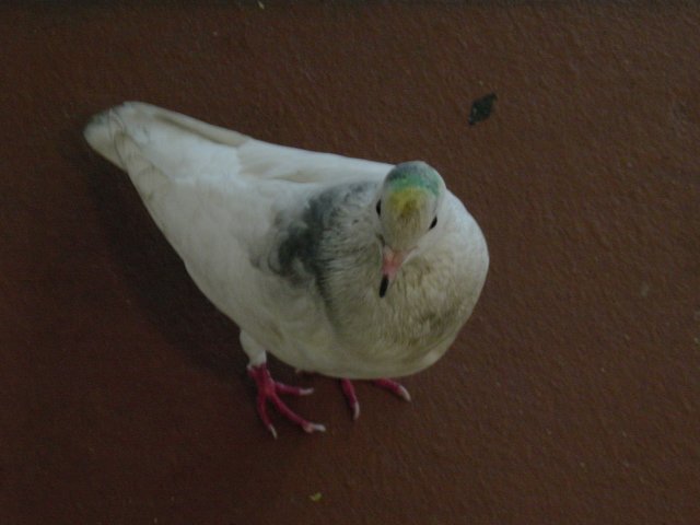 Green and yellow head pigeon in the food court