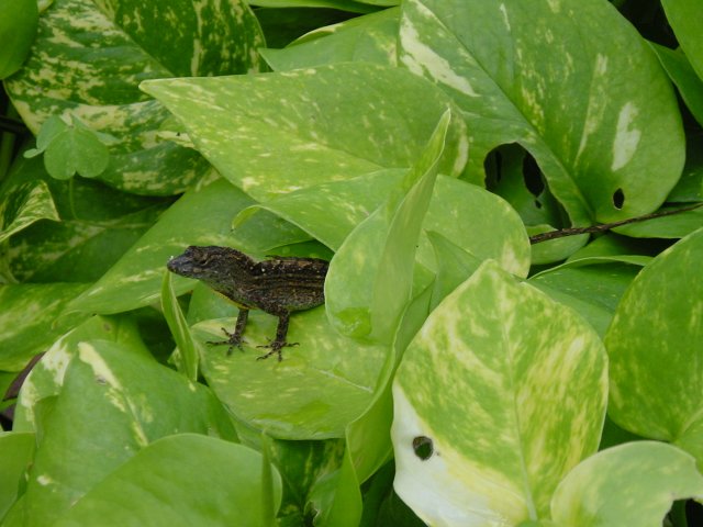 Lizard 