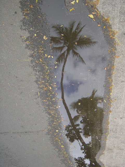 Puddle reflection: Palm trees, blue sky and white clouds