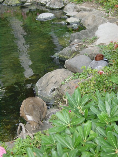Ducks by an artificial pond