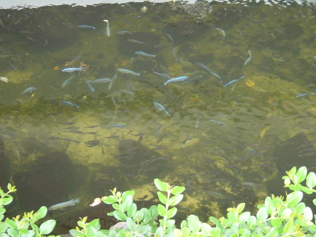 Fish