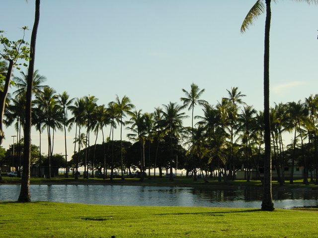 Canal and palm trees