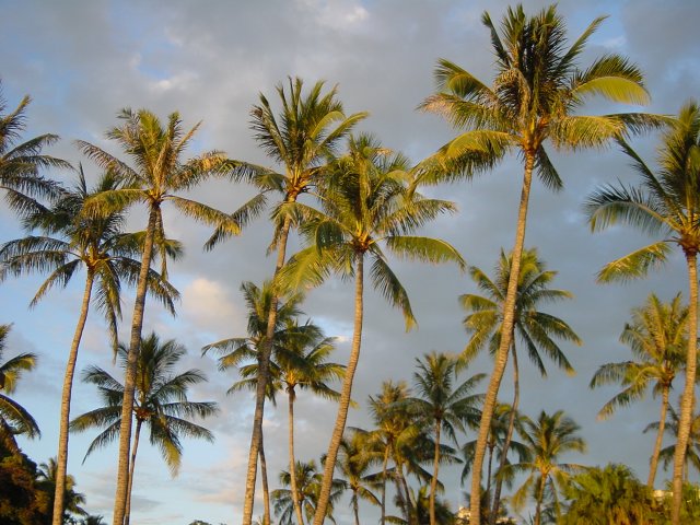 Palm trees and gray-blue-white sky