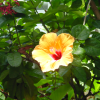 Hibiscus flower