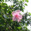 Hibiscus flower
