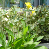 Flowers of the garden