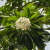 Flowers in a tree