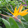 Paradise bird flower