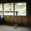 Hens in the barn