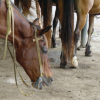 Unhappy horse? Head bent low, teeth showing horse