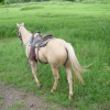 Poor lonesome horse while its rider helps Karima out