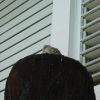 Bird {r/n}esting on an old wooden tiki