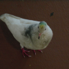 Green and yellow head pigeon in the food court