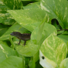 Lizard 