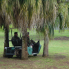 Military officers in their cart, hidden between three palm trees