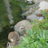 Ducks by an artificial pond
