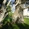 Caroline climbing on a tree to take a picture