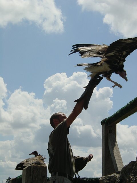 Dompteur amenant le vautour a se percher