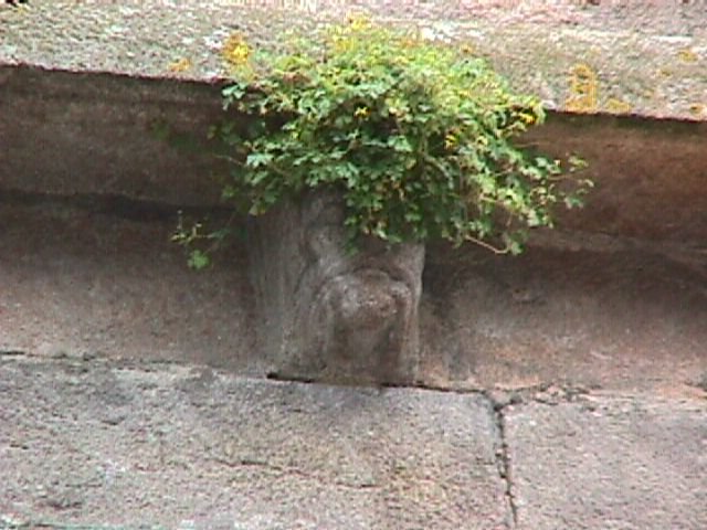 Plante poussant sur une gargouille de l'eglise de La Souterraine