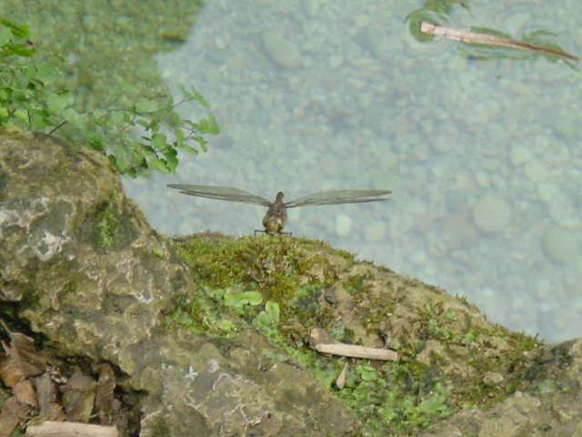 Close-up of a large dragon fly
